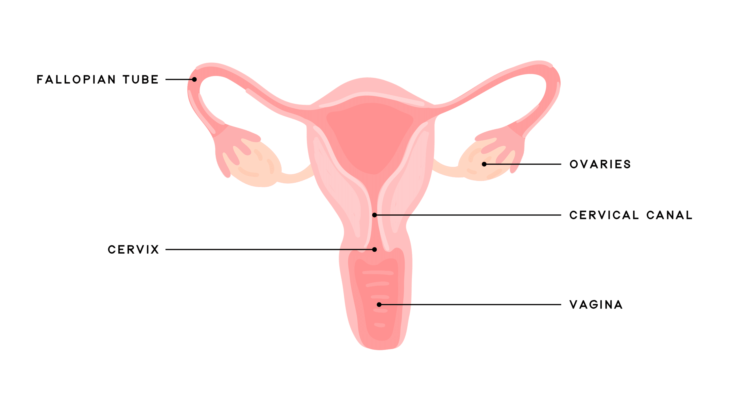 FERTI·LILY Conception Cup vs Menstrual Cups