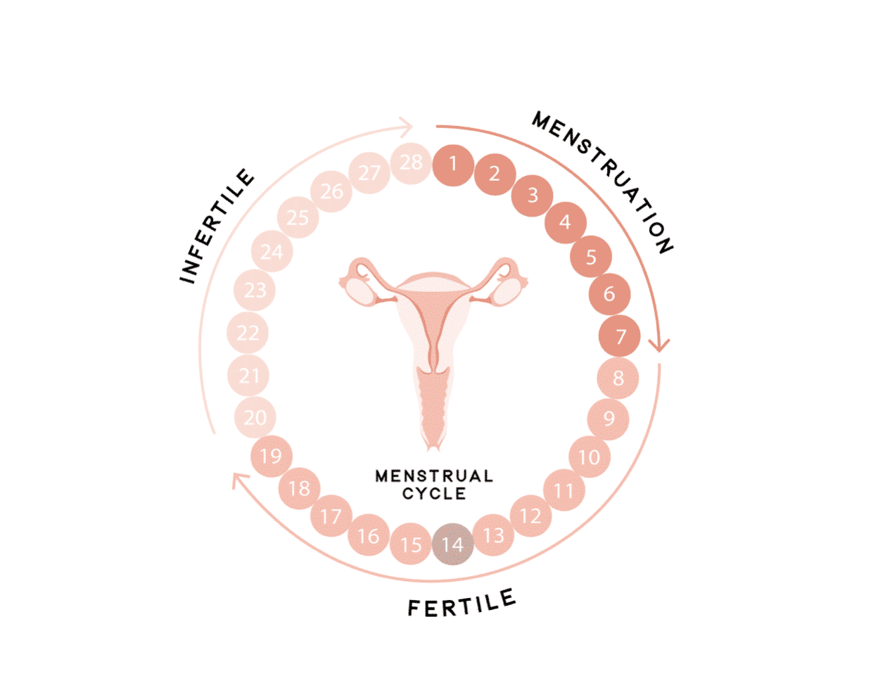 Using Cervical Mucus as a Fertility Tool