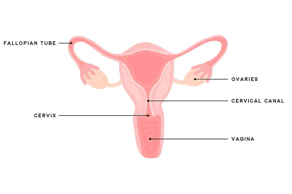 female reproductive system and an overview on a menstrual cycle
