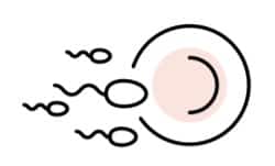 Sperma