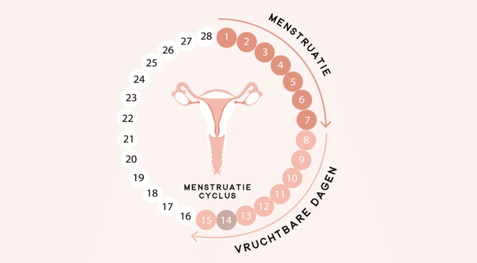 Wij kunnen je vruchtbare dagen voor jou berekenen